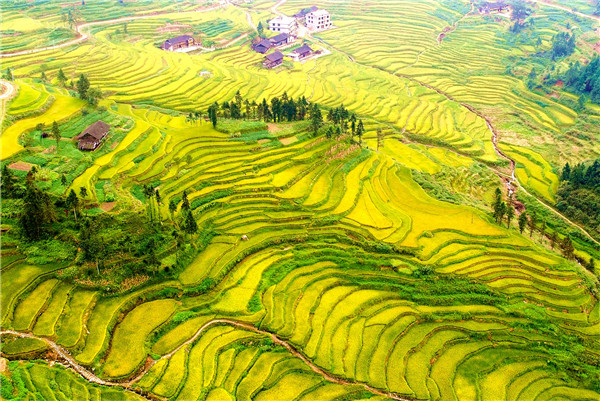 婁底紫鵲界梯田.jpg