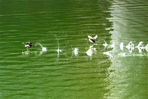 邵陽市打造“人民幸福 生態宜居”城市。.jpg