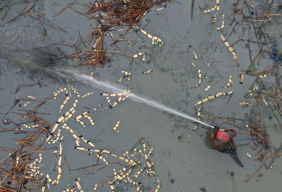 2.安徽巢湖：「藕」遇豐收季 藕農採挖忙.png