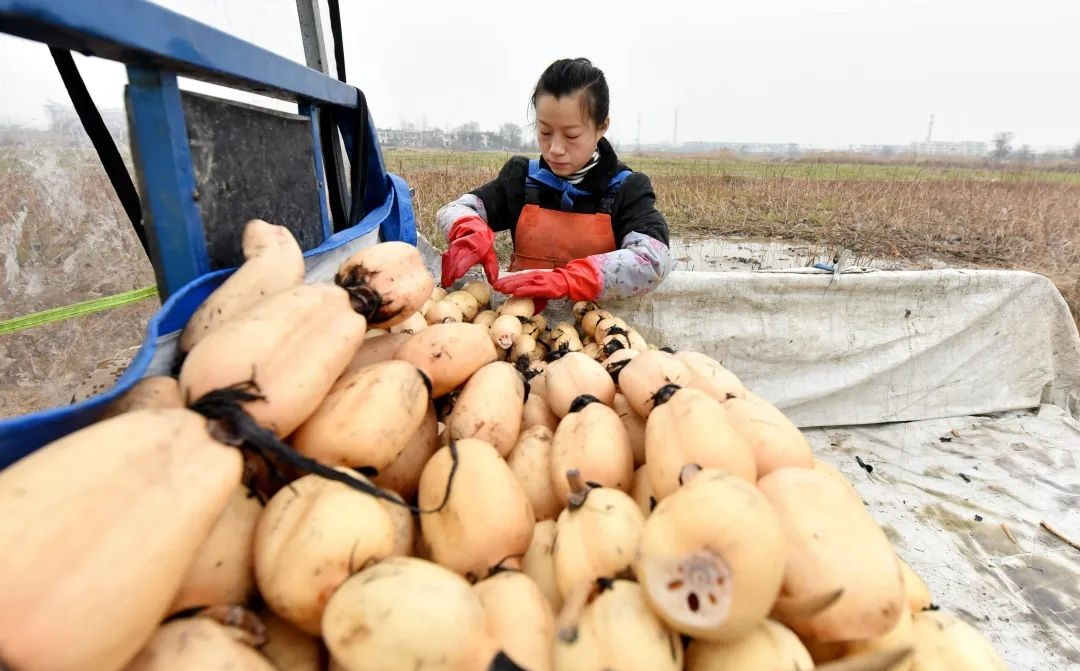 3安徽巢湖：「藕」遇豐收季 藕農採挖忙.png