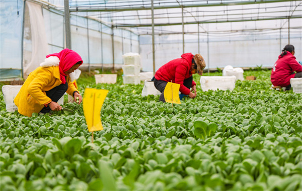 农户在全南县龙源坝镇万背村自然之星蔬菜基地采摘有机蔬菜。陈海明 李凡钦 摄.jpg