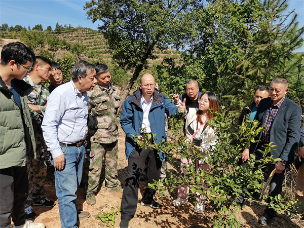 配图1：赣州市林业局局长叶日山龙南市关西镇油茶基地现场开展油茶技术培训.jpg