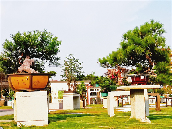 2、瑞玲盆景瑞岭盆景是我国南派盆景的代表之一，具有“古”“灵“精”“怪”的艺术风格。 .jpg