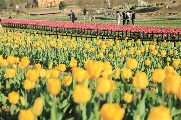 2.安徽巢湖經開區：半湯百萬株鬱金香競相綻放 迎來最佳觀賞期.jpg