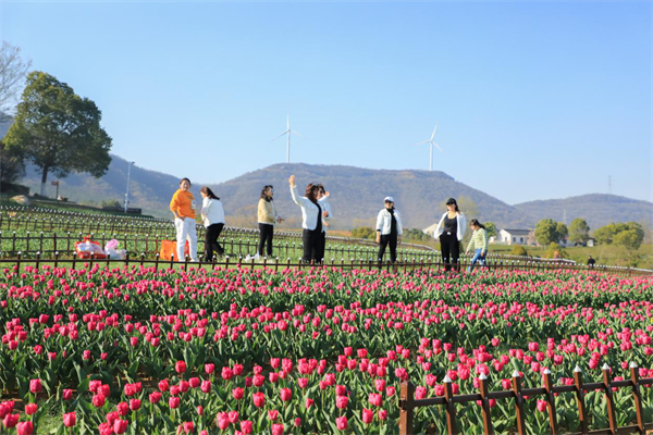 3.安徽巢湖經開區：半湯百萬株鬱金香競相綻放 迎來最佳觀賞期.jpg