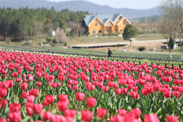 4.安徽巢湖經開區：半湯百萬株鬱金香競相綻放 迎來最佳觀賞期.jpg