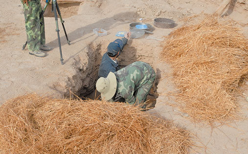 新疆出土公元前小麦 部分麦穗完整呈金黄色.jpg