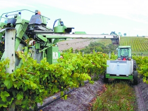 走进南澳 触摸世界最古老西拉葡萄藤2.jpg