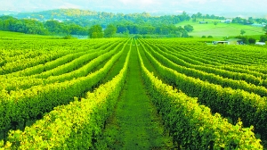 走进南澳 触摸世界最古老西拉葡萄藤3.jpg