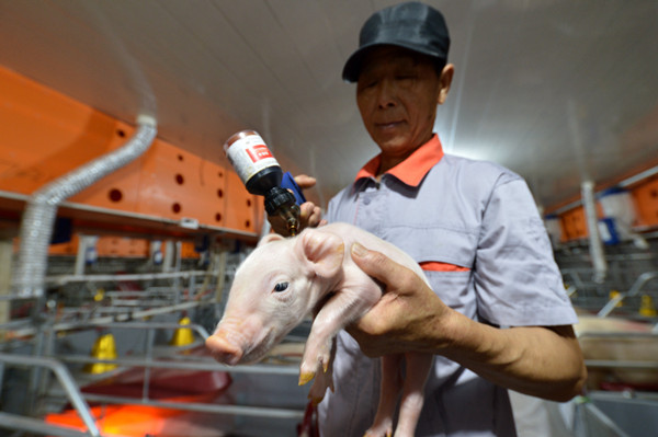 官方發文強調穩豬價 加大對繁育養殖等金融支持