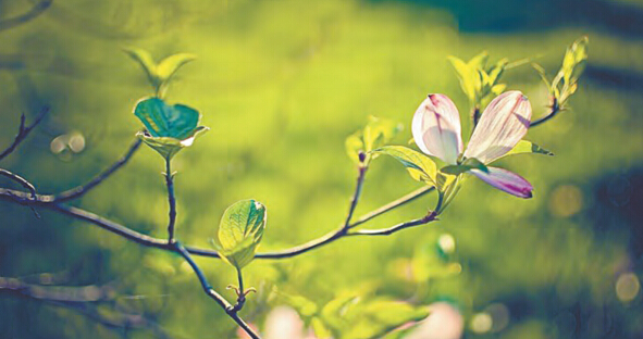 立春尤寒 艾灸溫陽補氣