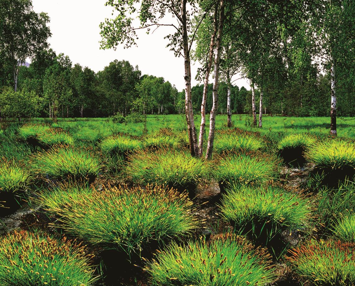 原生态的北大荒