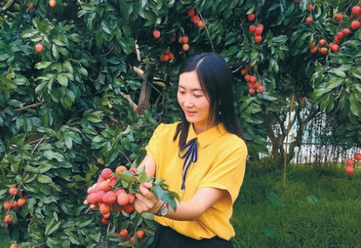 增城仙進奉荔枝 小特色成就大產業
