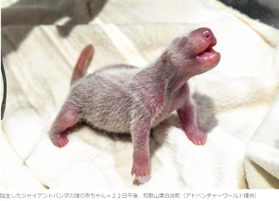 中國旅日大熊貓「良浜」誕下熊貓寶寶 係其第十個孩子