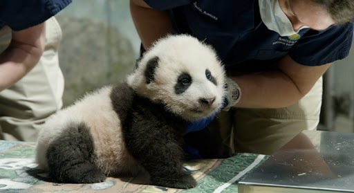 旅美大熊貓幼崽獲名「小奇跡」