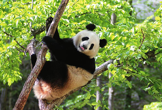 秦岭大熊貓野外種群達345隻 棲息地擴大1100多公頃