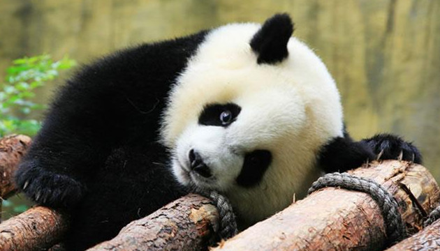 中國今年繁育成活大熊貓幼崽超40隻