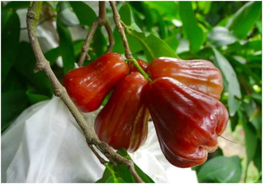 台媒：大陸貿易商叫停高雄蓮霧訂單 蓮霧農焦慮