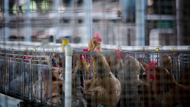 本港暫停進口丹麥波蘭部分地區禽肉及禽類產品