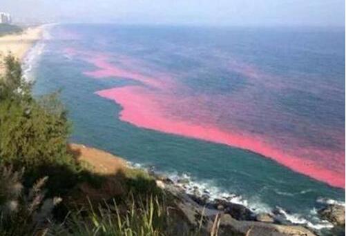 政府跨部門紅潮工作小組公布香港水域紅潮報告