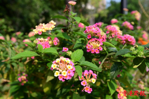 圖集 | 又是繁花盛開時 香港花卉展覽今開鑼
