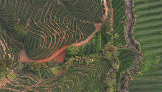 有片｜習近平踏訪武夷山 為何關注這些「園中之園」