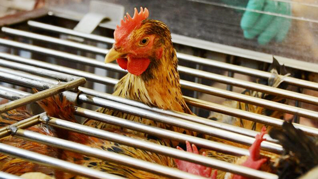 本港暫停進口波蘭部分地區禽肉和禽類產品