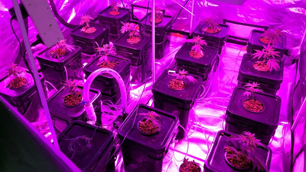 海關破西貢村屋大麻種植場 消息指吳耀漢女兒涉案被捕