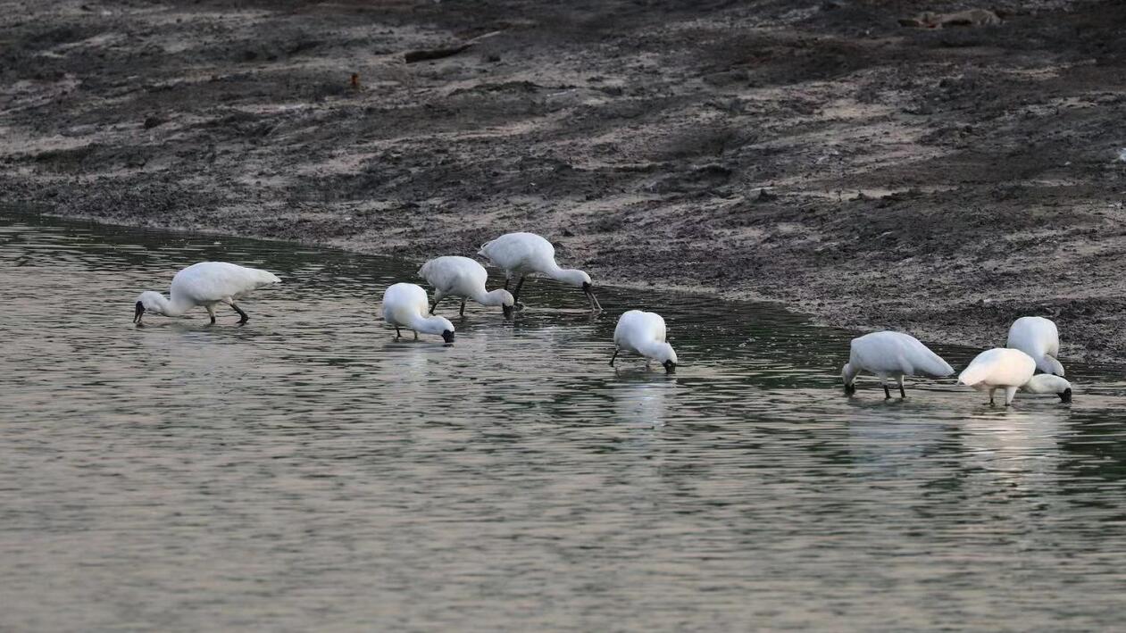 香港觀鳥會：全球黑臉琵鷺數量上升至5222隻 本港數量顯著下降