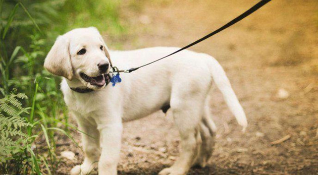 5月1日起内地遛狗不牽繩將違法