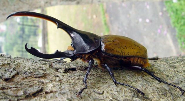 世界最長！海關截獲8隻活體長戟大兜蟲