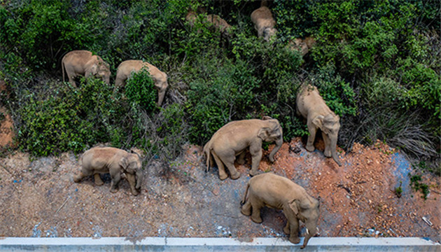 「一路向北」 雲南野象群極可能進入昆明