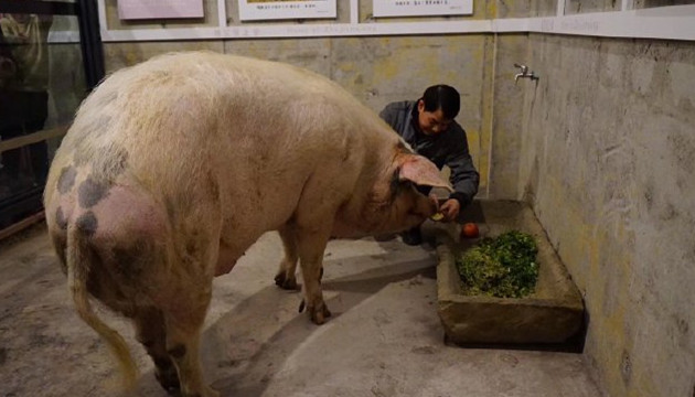 14歲高齡「豬堅強」離世 目前遺體已被冰凍