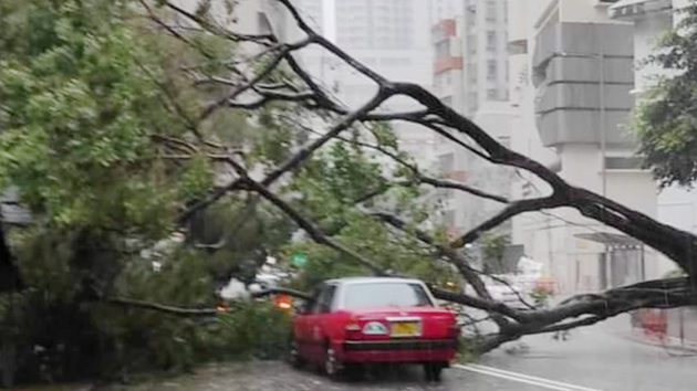 大樹倒塌壓中兩輛的士 幸無人受傷