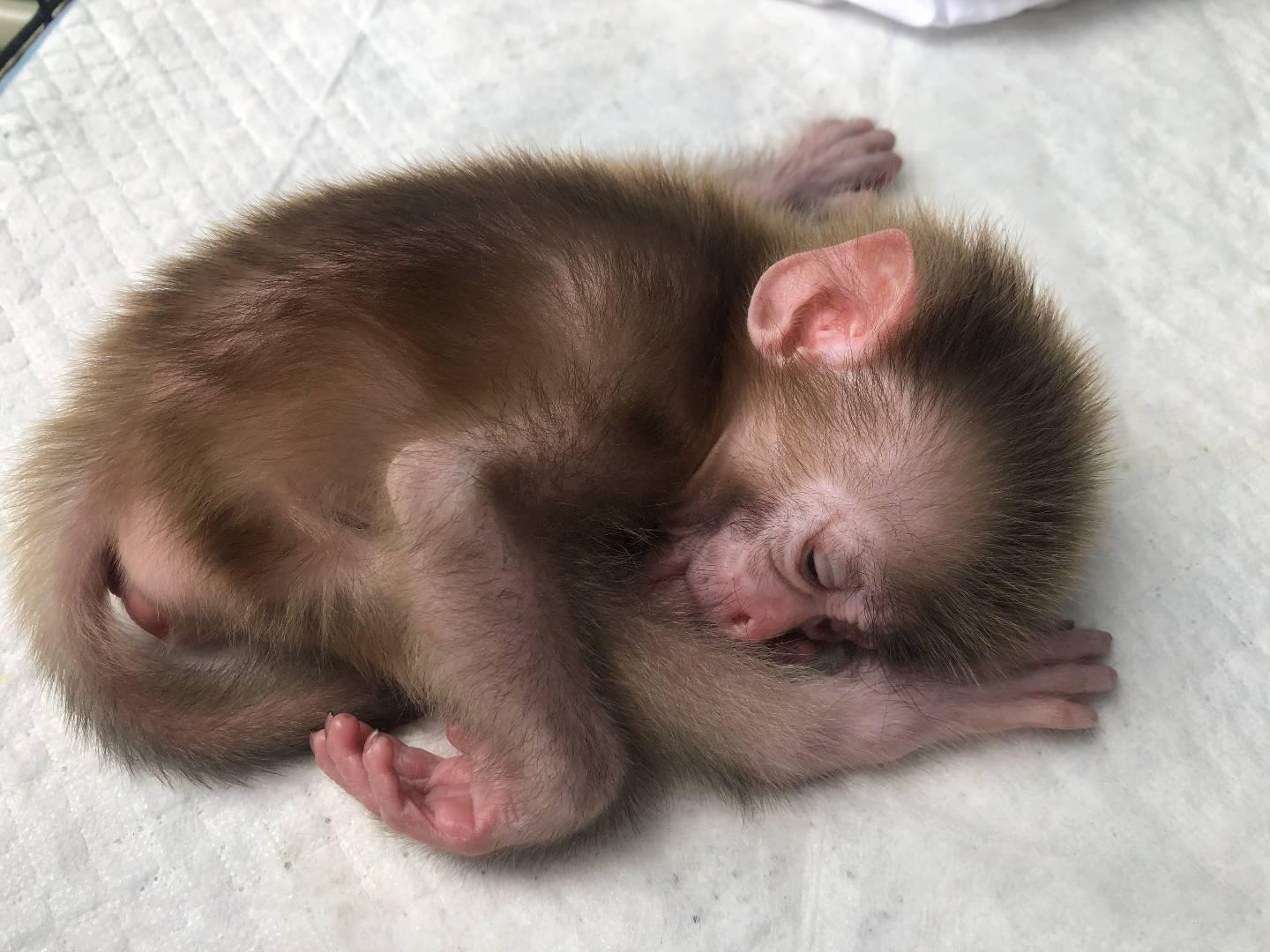 野生獼猴寶寶受傷落單 內伶仃管理站科學救助