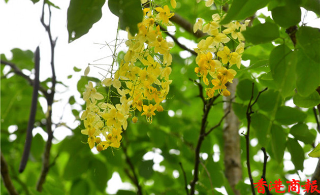 圖集 | 荔枝角公園臘腸樹花枝盛放