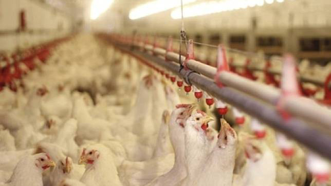 本港暫停進口波蘭和南非部分地區的禽肉和禽類產品