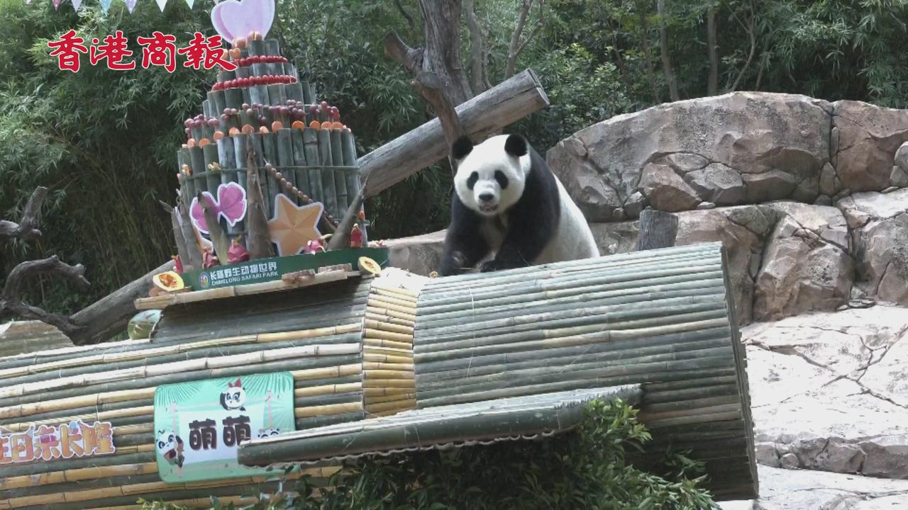 有片 | 廣州大熊貓「酷帥萌」三胞胎過7周歲生日