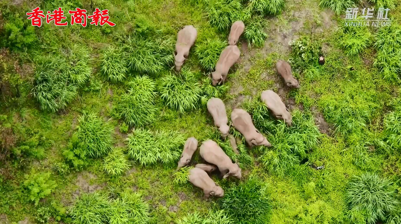 有片 | 人象平安！雲南北移亞洲象群安返墨江縣「老家」