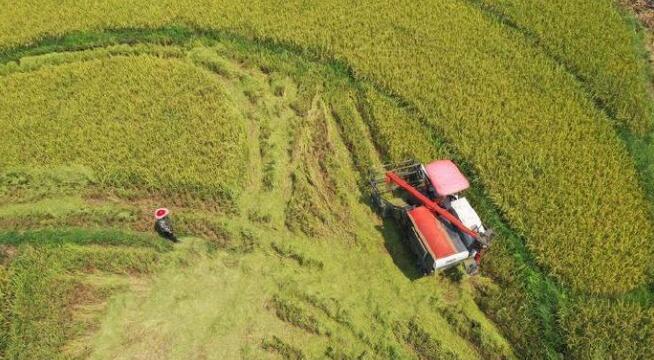國家統計局：今年全國早稻總產量2802萬噸 增長2.7%