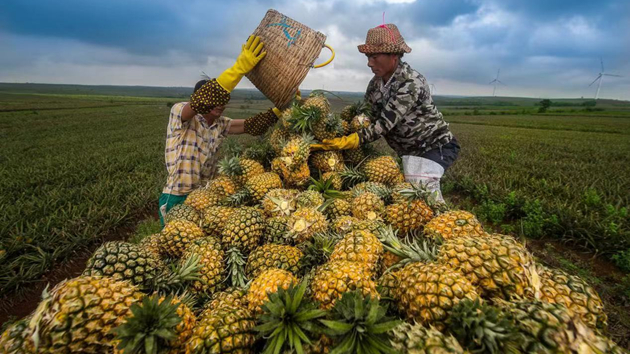 粵帶動農民增收 賣出「全球果」