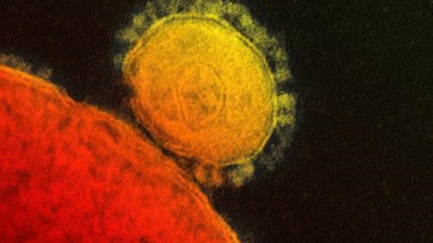  科普：蝙蝠冠狀病毒研究揭示新冠病毒起源新線索
