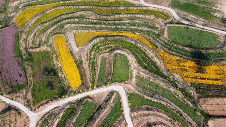 河北內丘縣「中藥材產業助力鄉村振興發展」系列報道之四： 扁鵲藥谷——醫祖聖地  藥韻花香