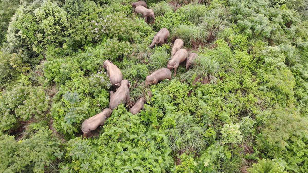 北移返程亞洲象連過三江進入傳統棲息地