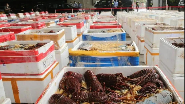 跨境走私龍蝦案件頻現 海關聯合內地展開反走私行動