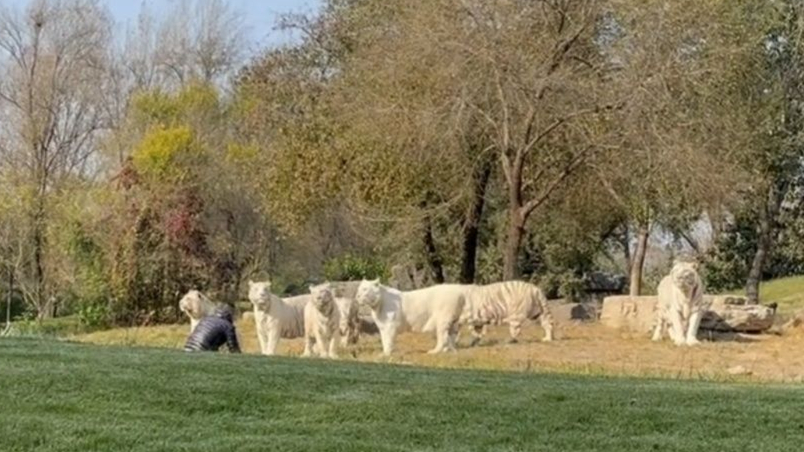 一遊客闖入虎區 北京野生動物園通報現場細節