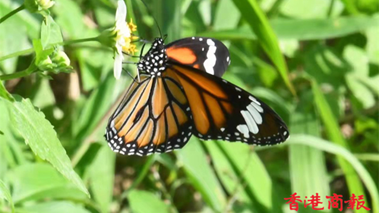圖集丨本港著名賞蝶地點：鳳園蝴蝶保育區