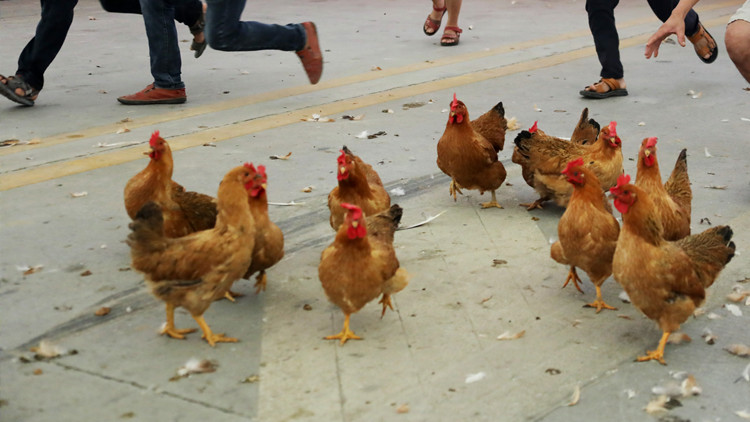 東莞報告1例H5N6病例  專家研判：為偶發個案