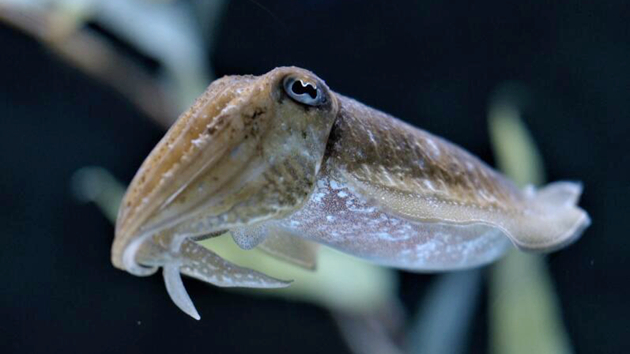 馬來西亞進口冷藏烏賊表面驗出新冠病毒 未流出市面