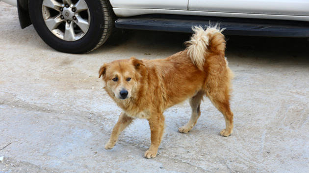 道路交通修例本月7日起生效 司機撞到貓狗必須停車